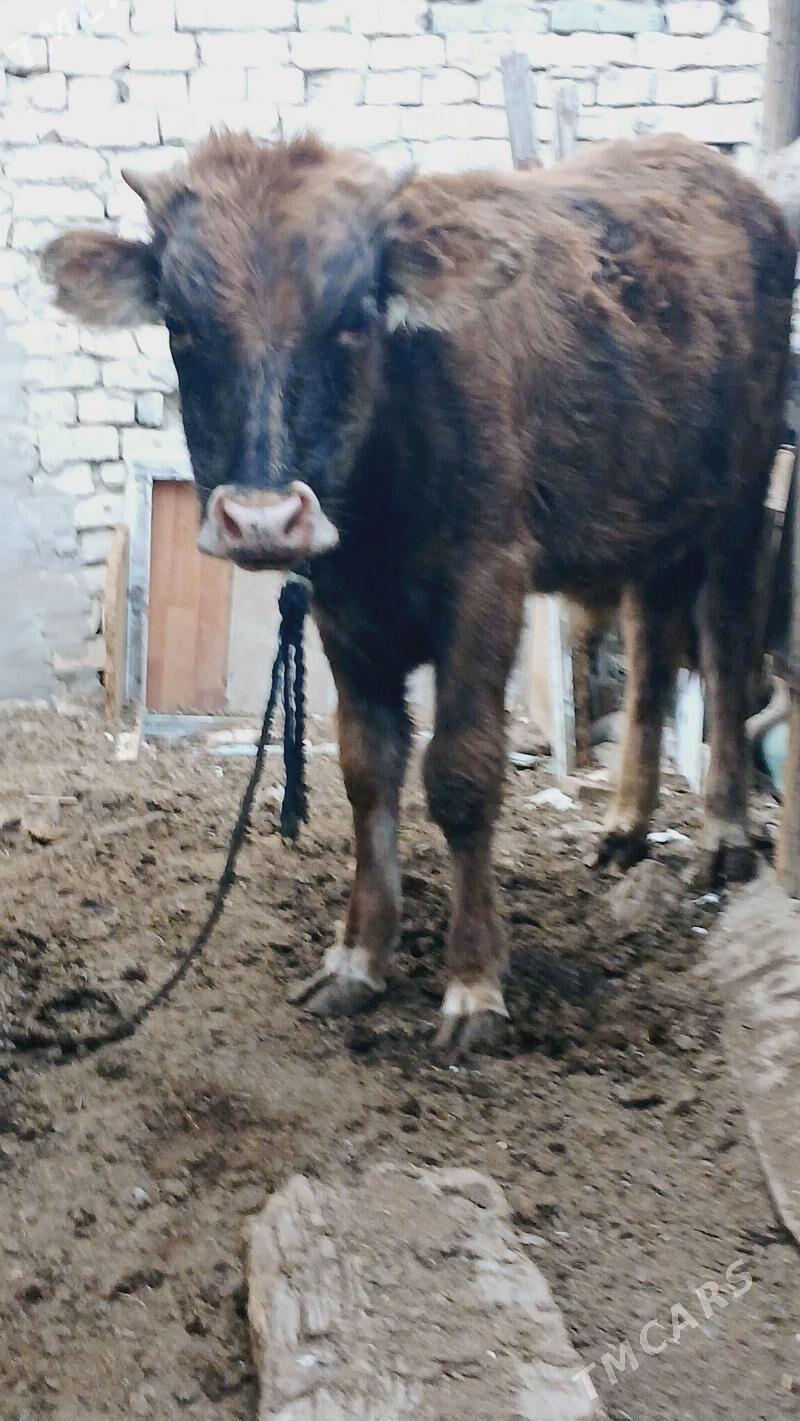 Öküz - Hitrowka - img 4