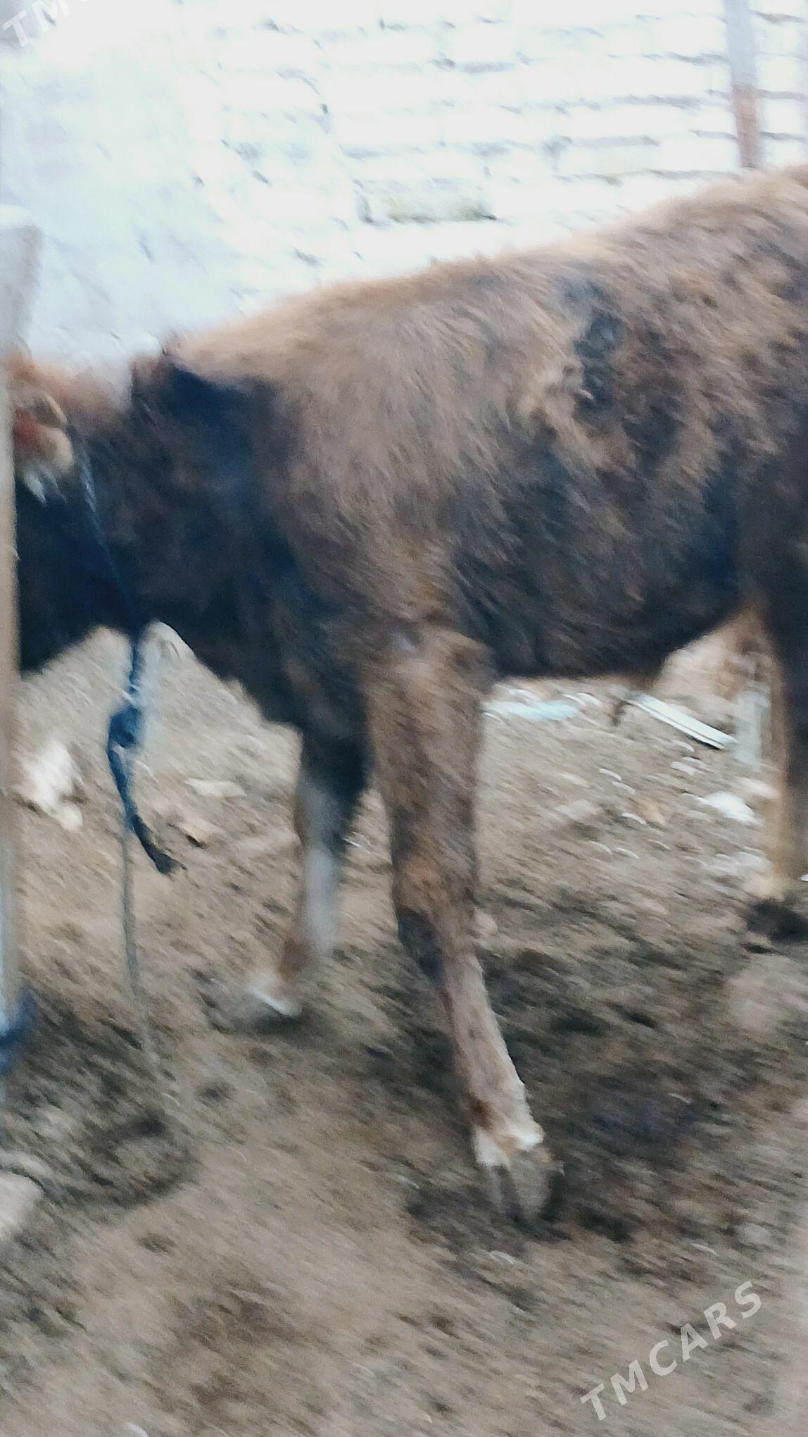 Öküz - Hitrowka - img 3