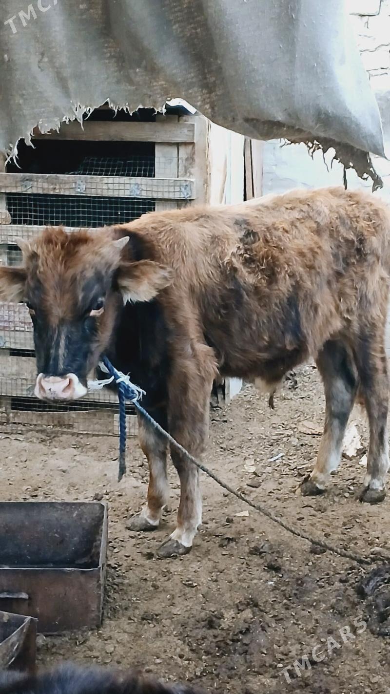 Öküz - Hitrowka - img 1