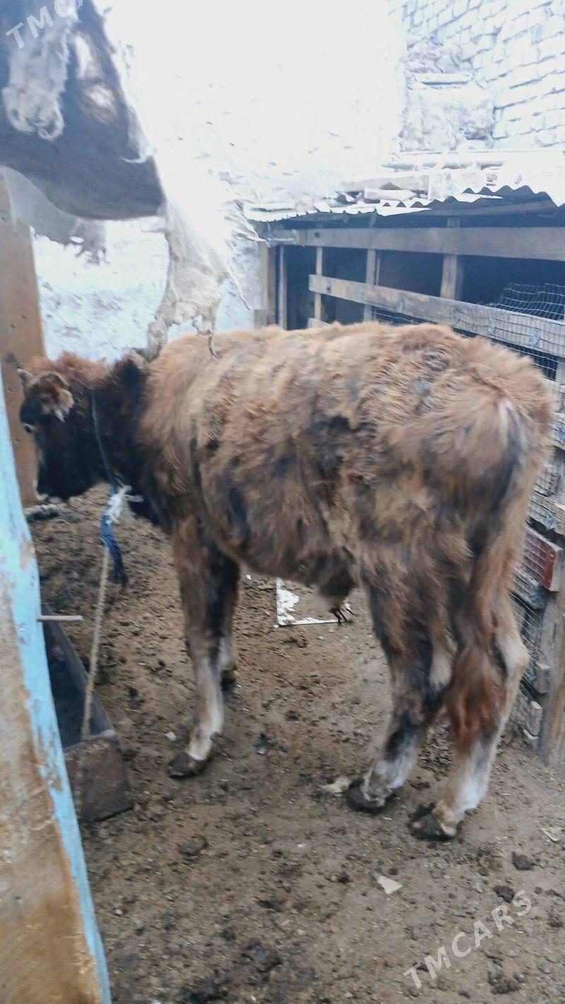 Öküz - Hitrowka - img 2