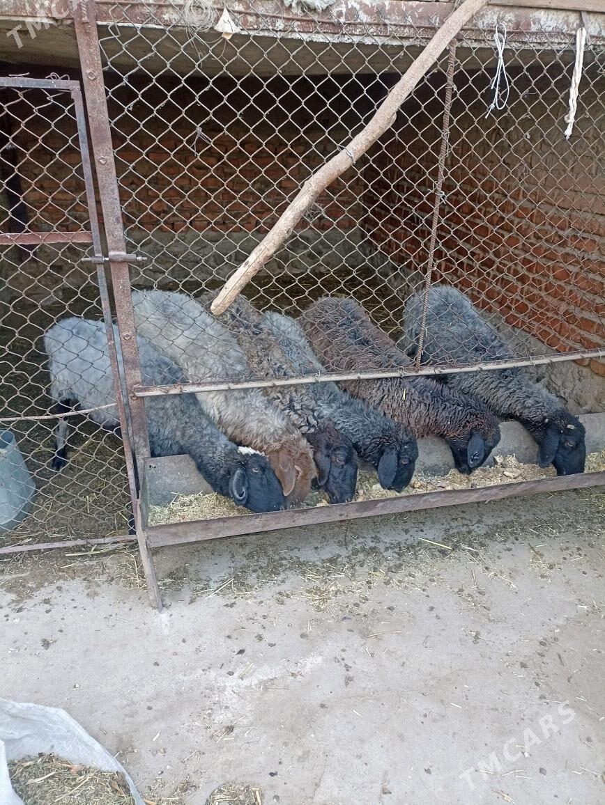 goyun - Бахарден - img 2