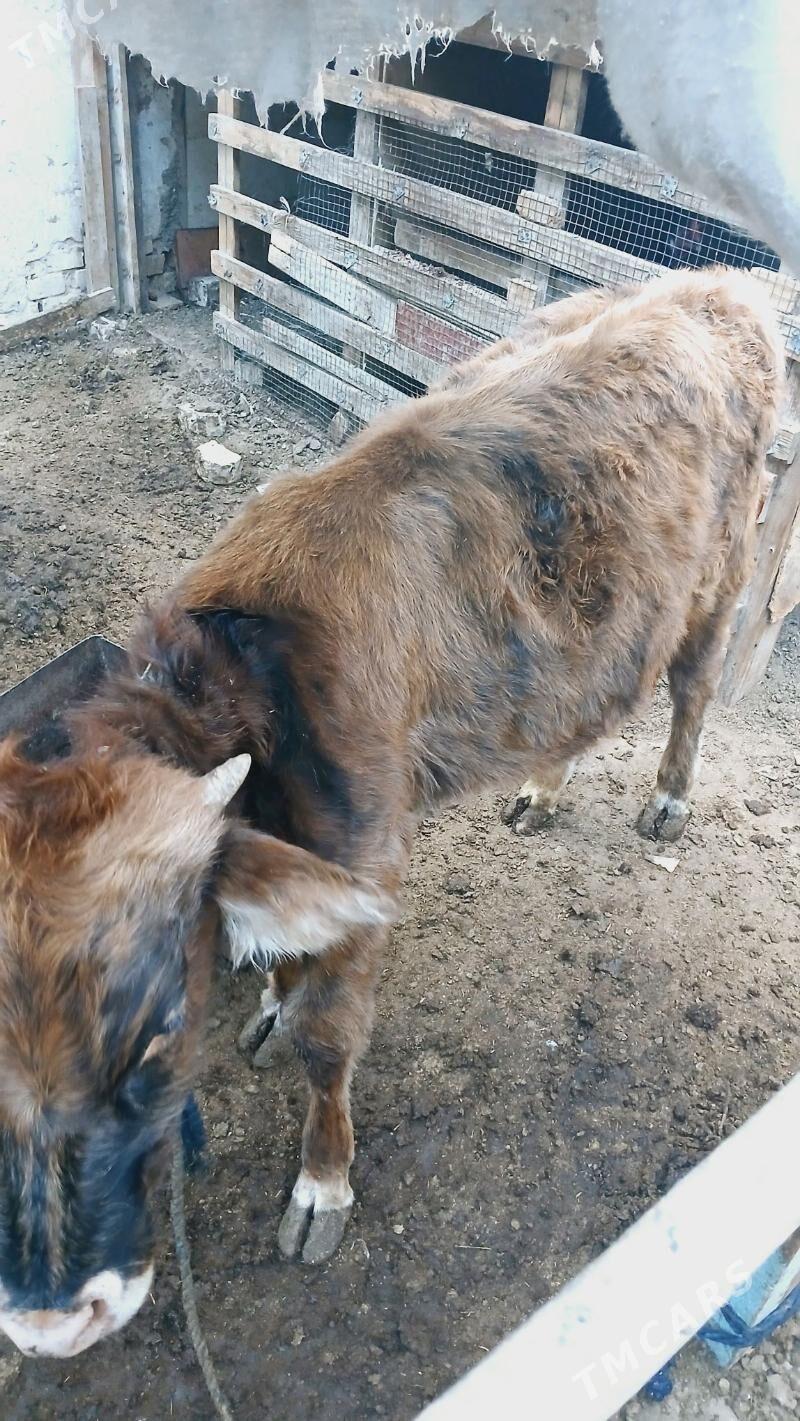 Öküz - Hitrowka - img 7