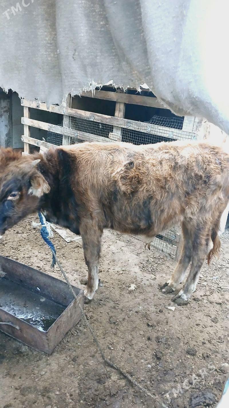 Öküz - Hitrowka - img 6