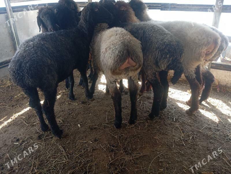 garakol issek goyun - Aşgabat - img 3