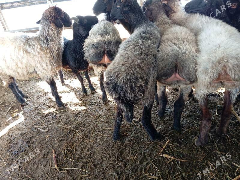 garakol issek goyun - Aşgabat - img 5