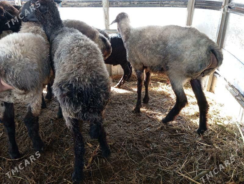 garakol issek goyun - Aşgabat - img 6