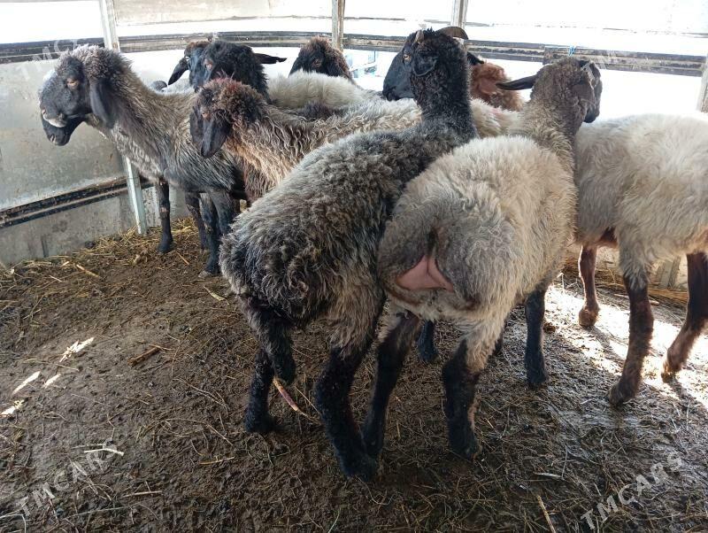 garakol issek goyun - Aşgabat - img 4