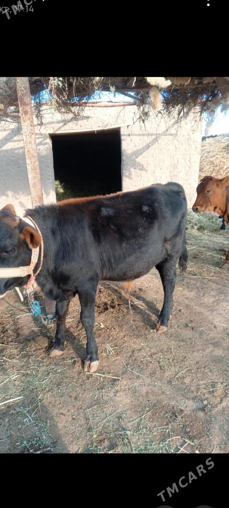 öküzçe - Ёлётен - img 3