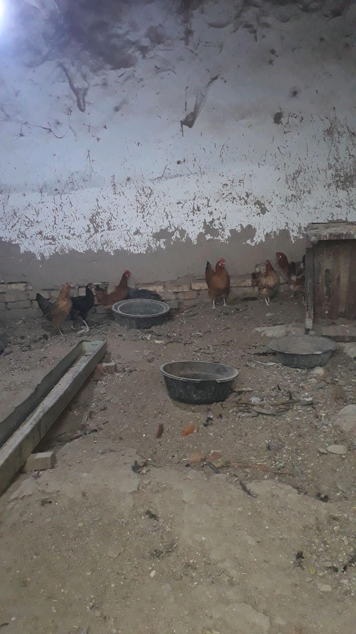 ýaşajyk towuk - Murgap - img 1