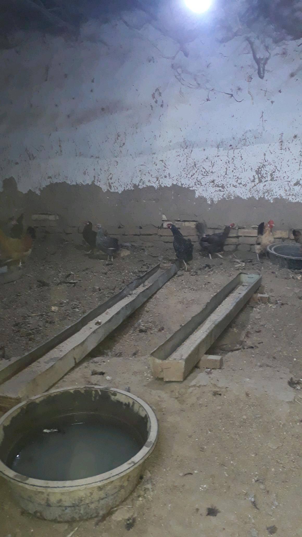 ýaşajyk towuk - Murgap - img 2