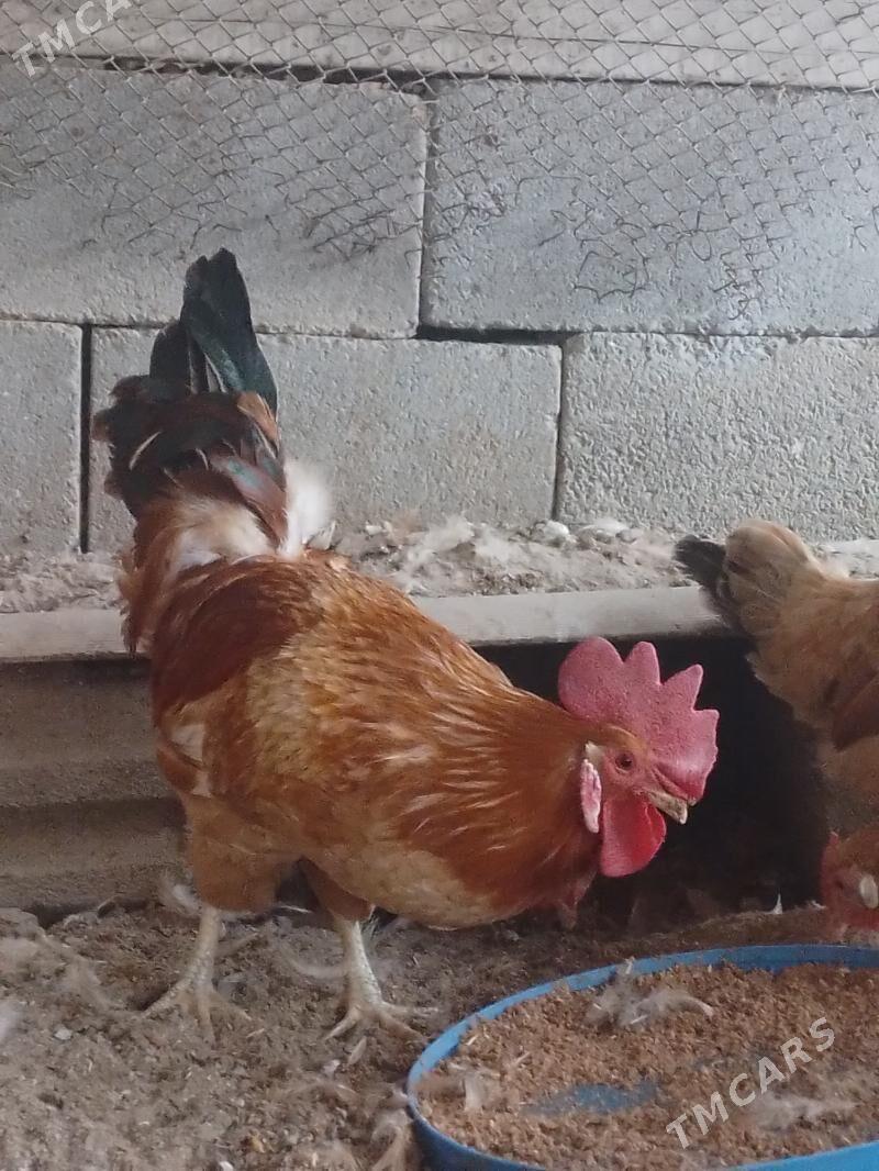 horoz - Херрикгала - img 1