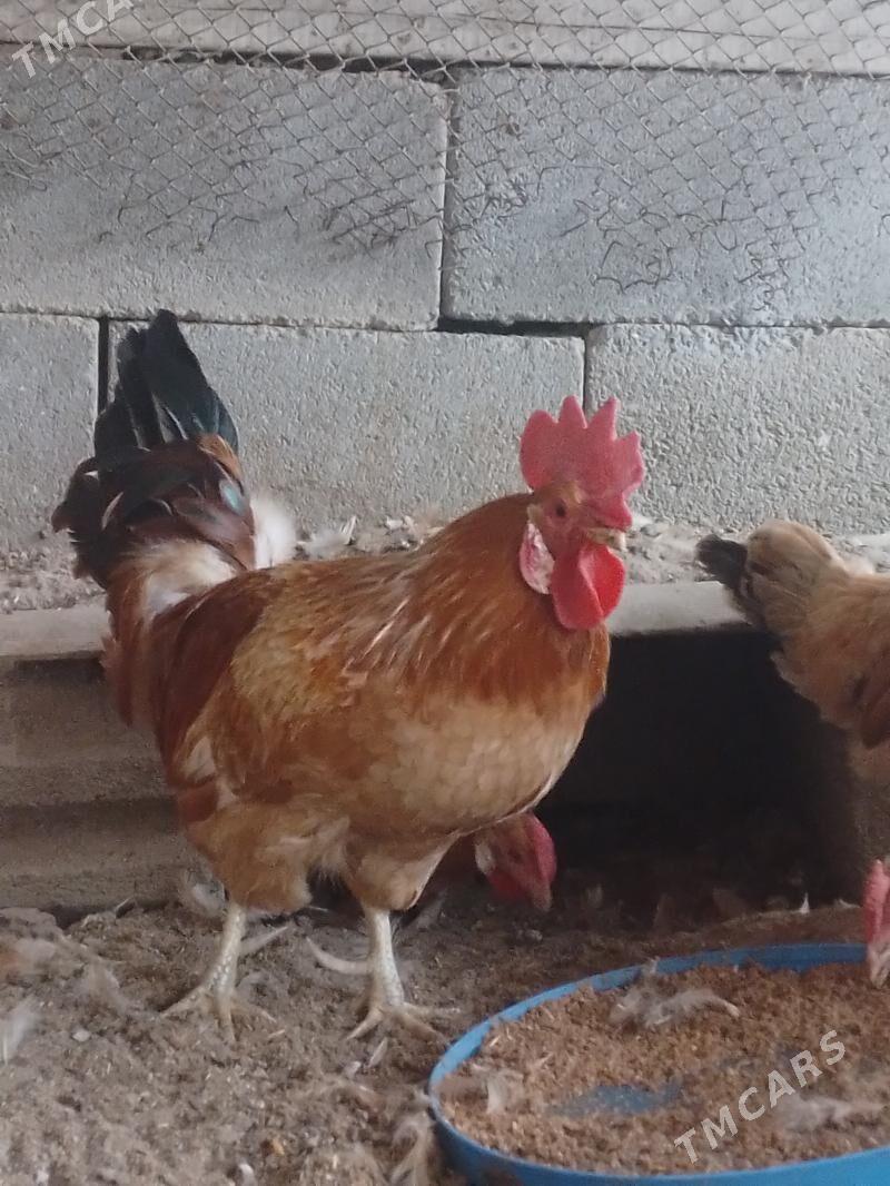 horoz - Херрикгала - img 2