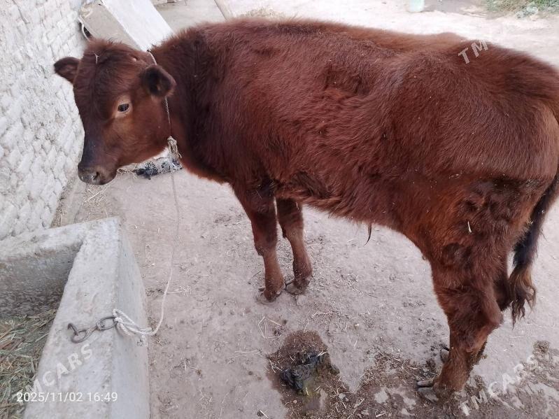 golali sygyr - Çärjew - img 3