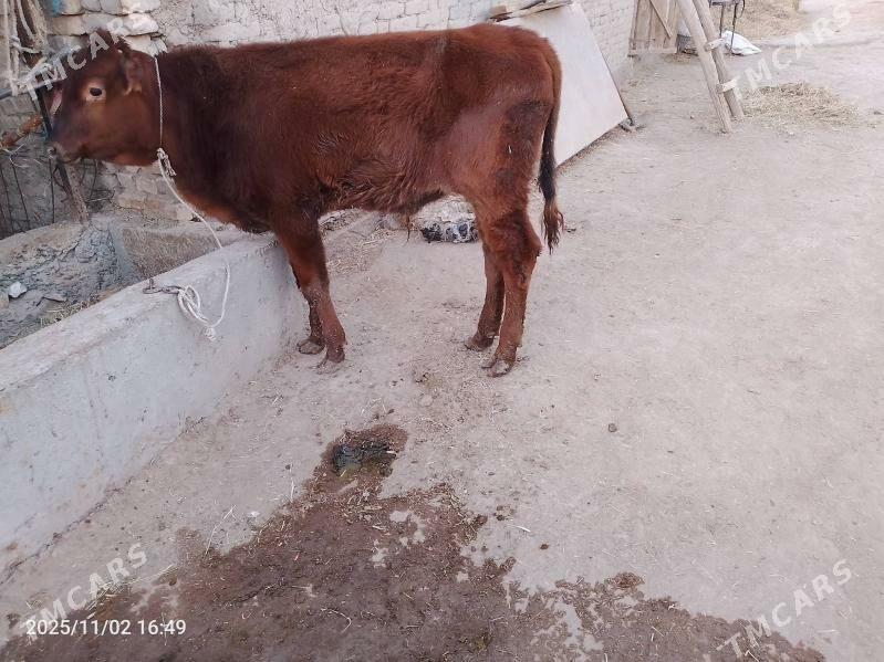 golali sygyr - Çärjew - img 2