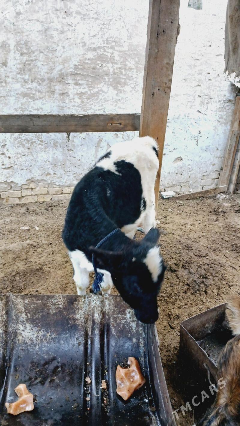 Tüwe Golšdeyn - Хитровка - img 5