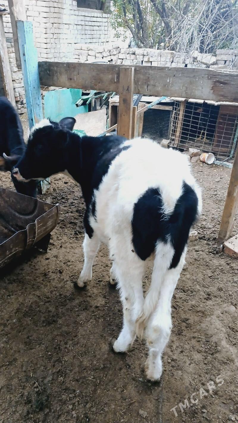 Tüwe Golšdeyn - Хитровка - img 2