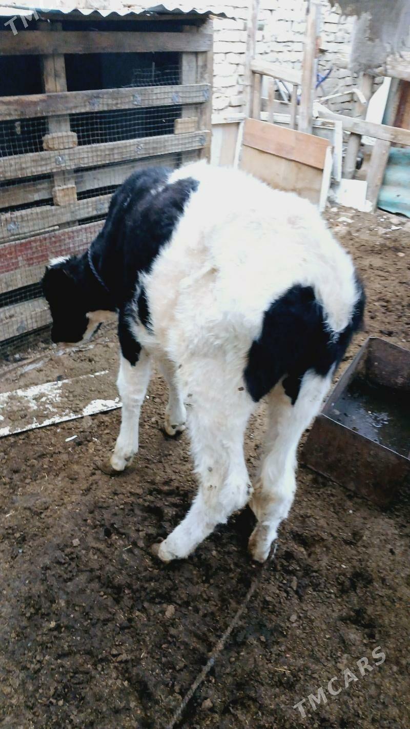 Tüwe Golšdeyn - Хитровка - img 6