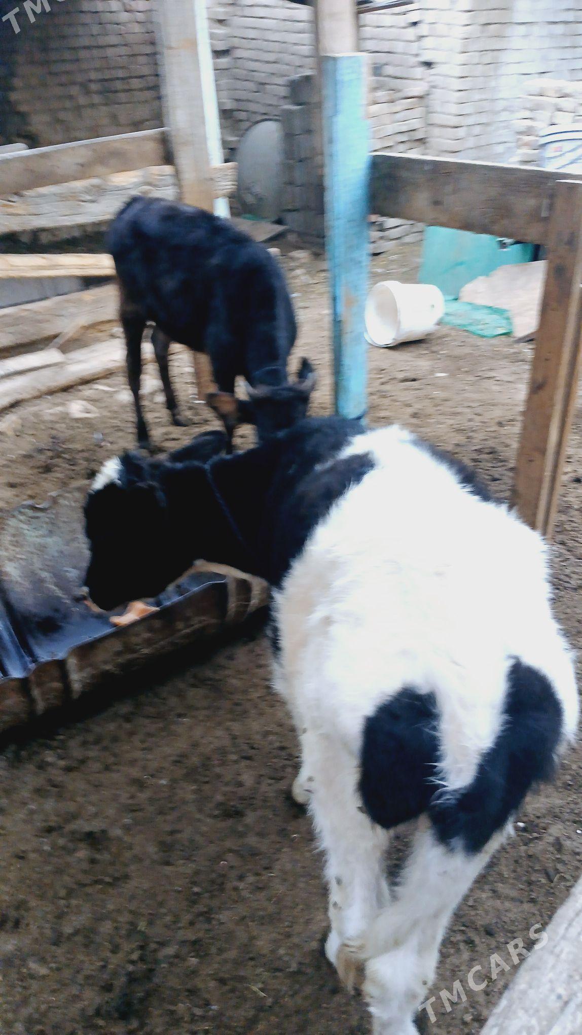 Tüwe Golšdeyn - Хитровка - img 3