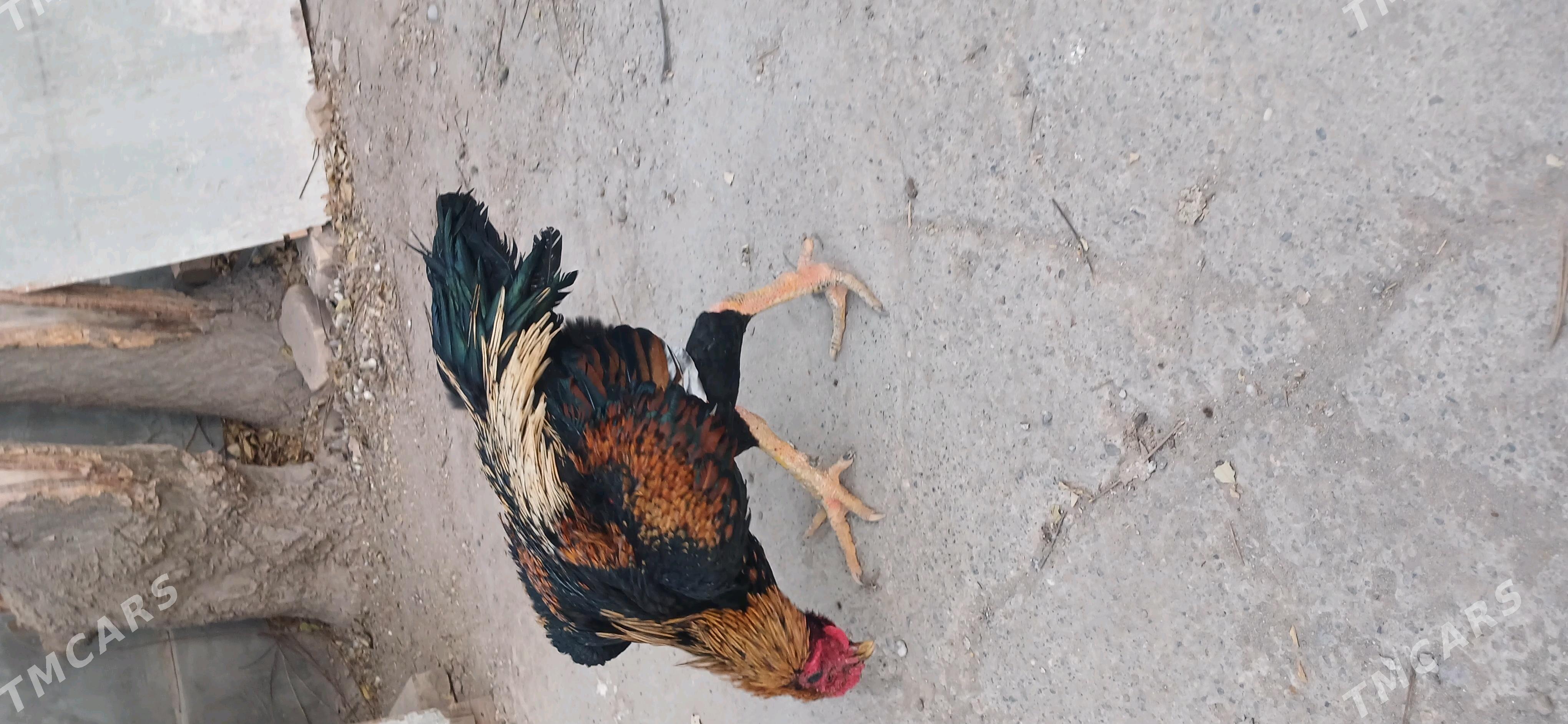 хораз - Чарджоу - img 2