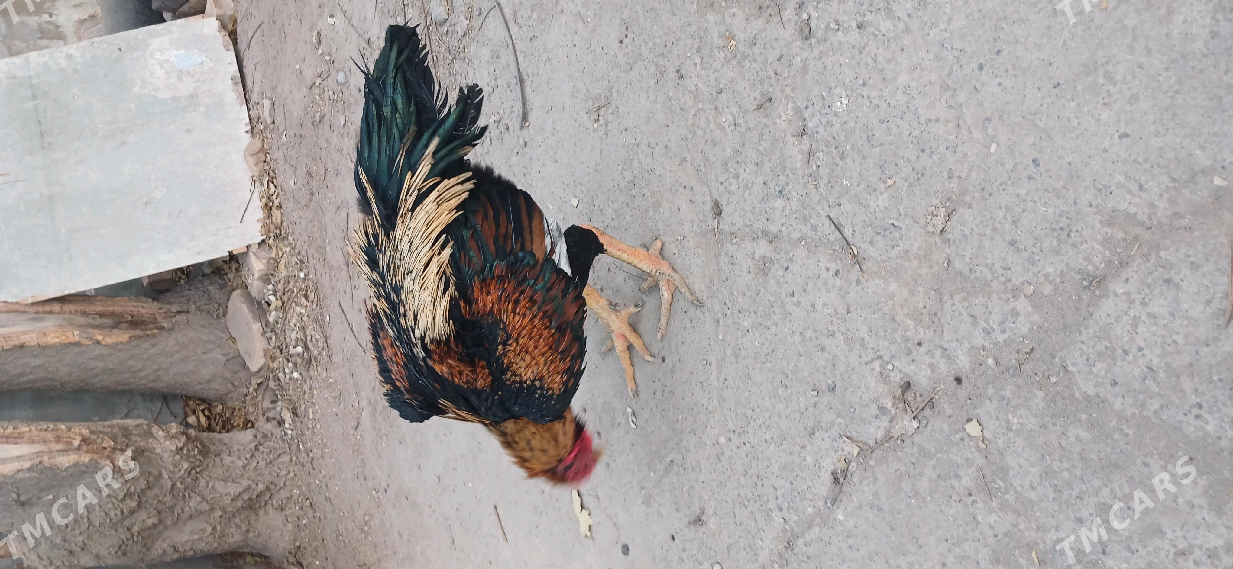 хораз - Чарджоу - img 3