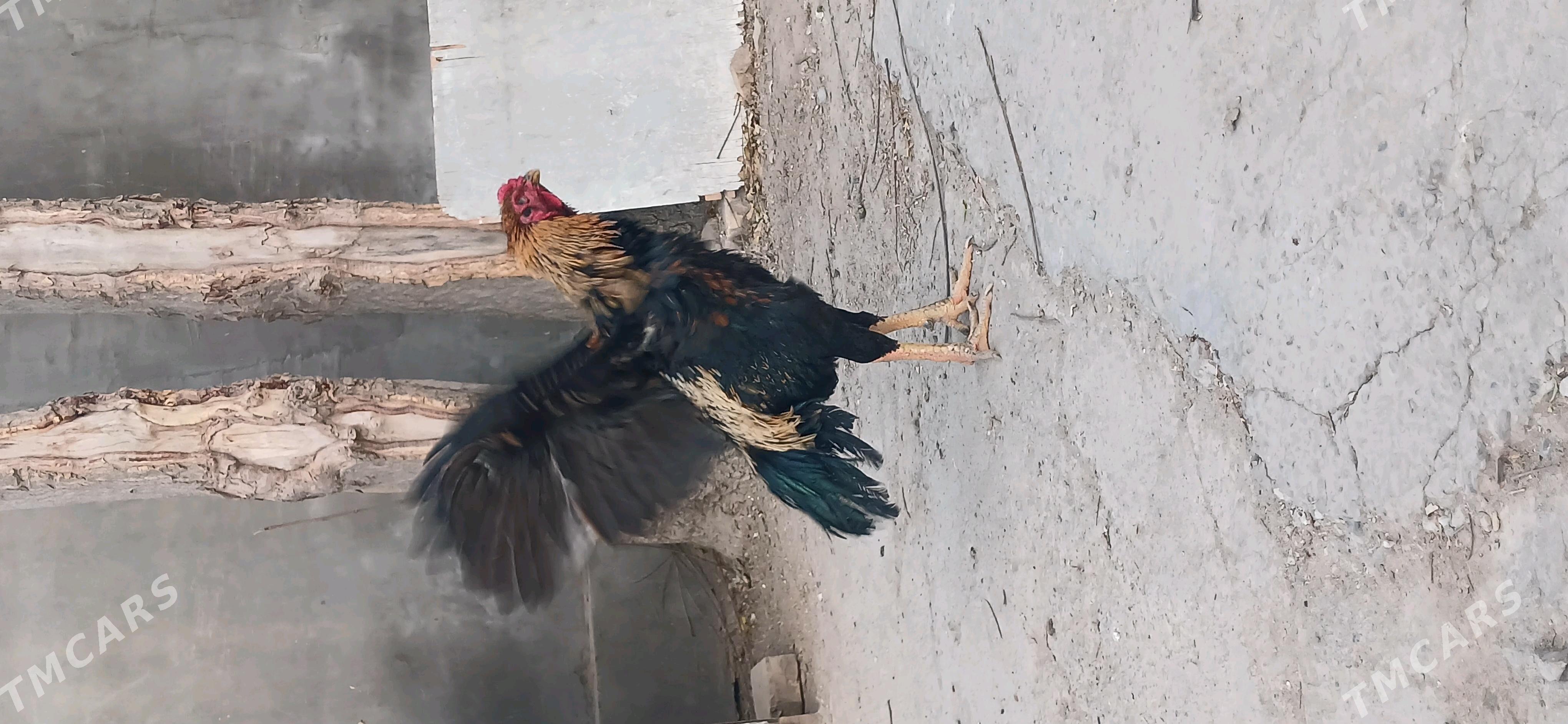 хораз - Чарджоу - img 4