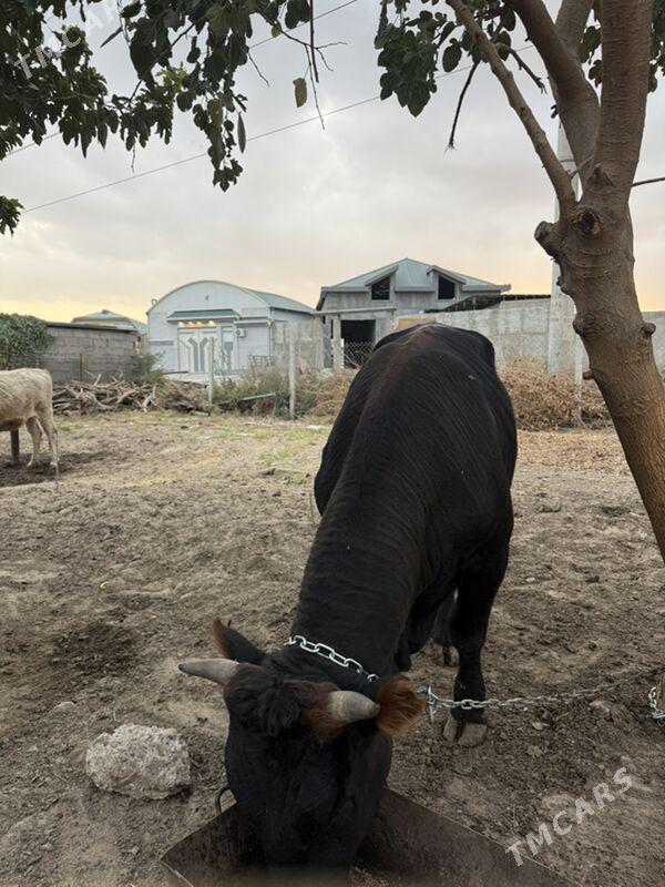 okuz - Aşgabat - img 2