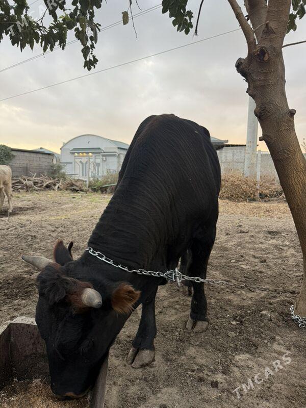 okuz - Aşgabat - img 3