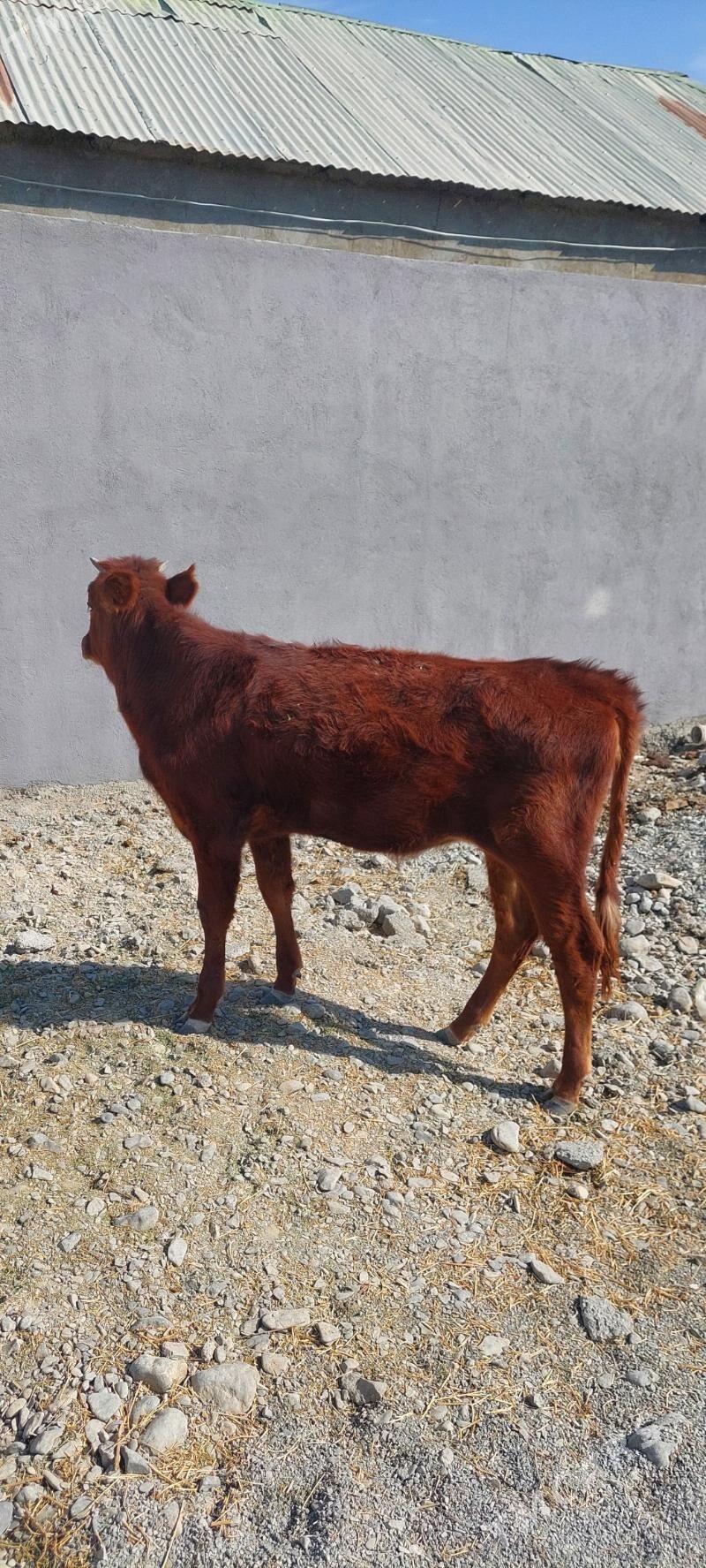 Sygyr - Çoganly - img 3