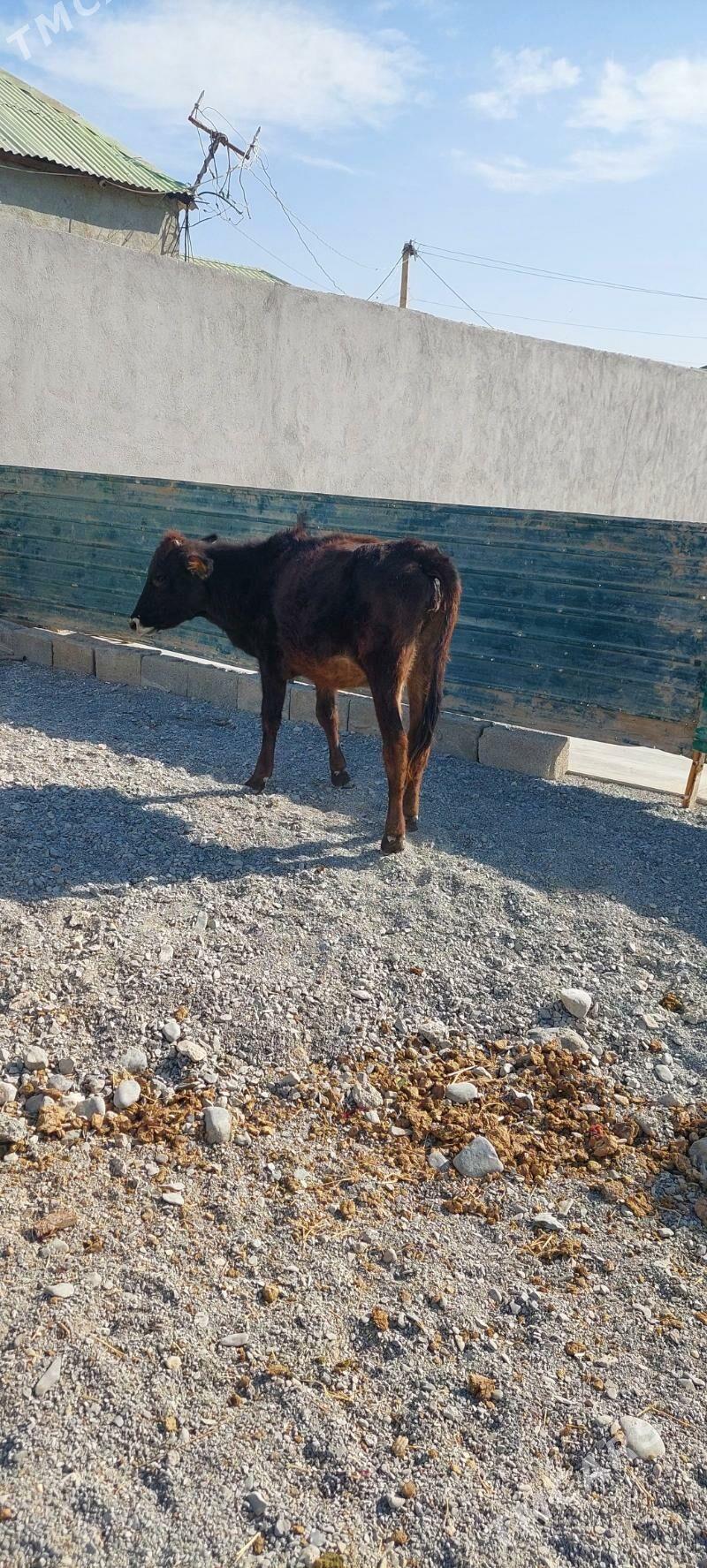 Sygyr - Çoganly - img 4