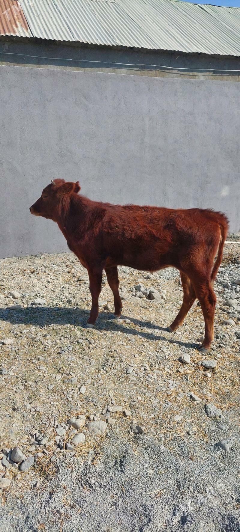 Sygyr - Çoganly - img 1