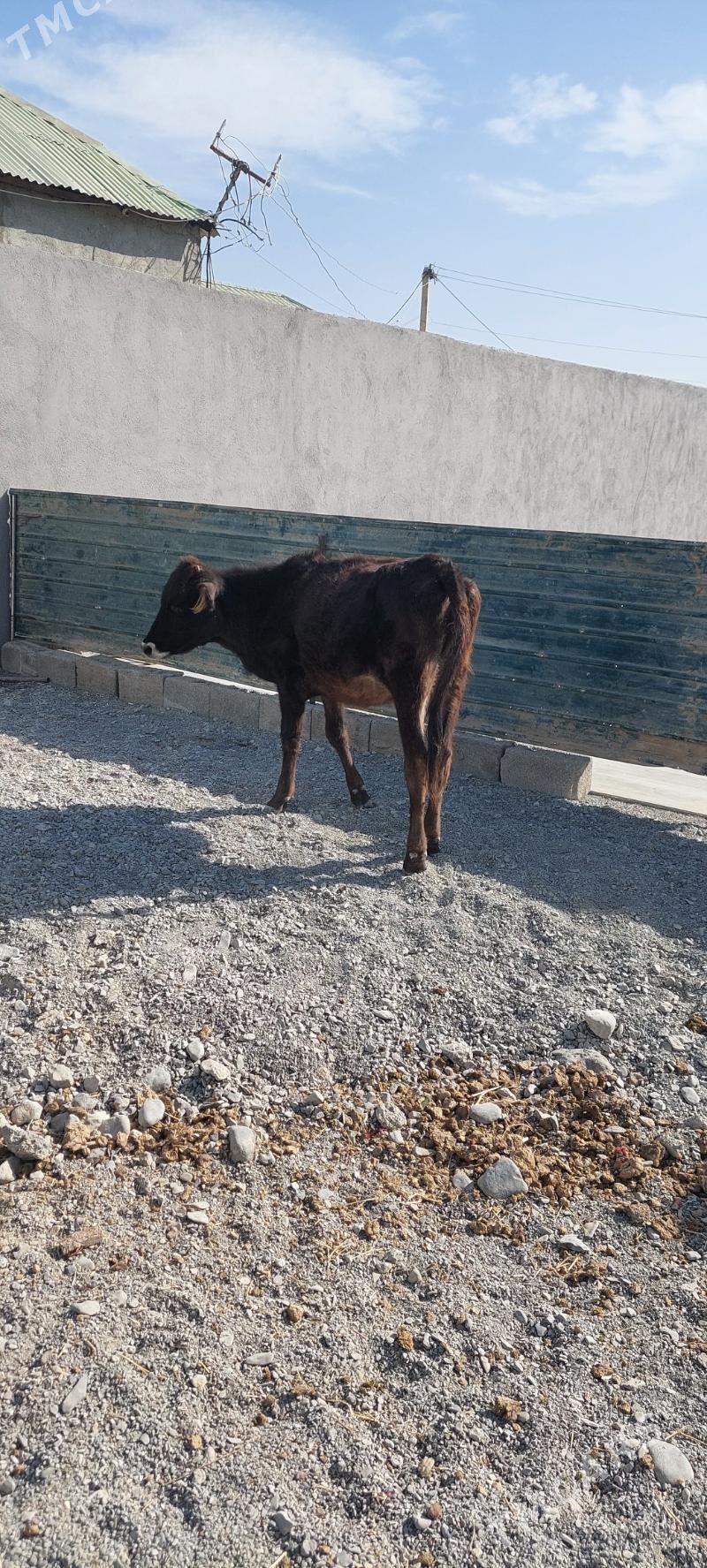 Sygyr - Çoganly - img 2