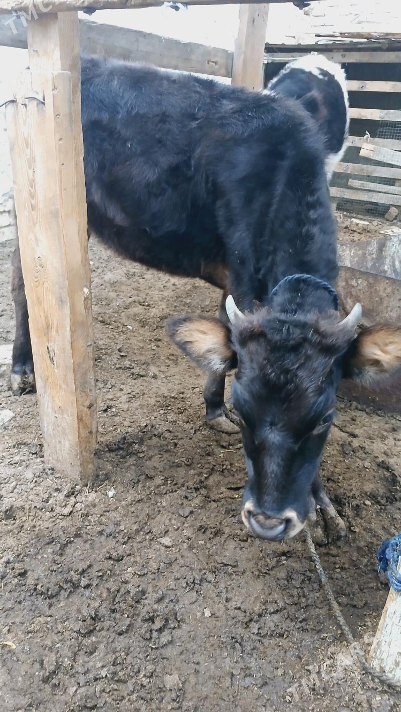 Tüwe - Hitrowka - img 3