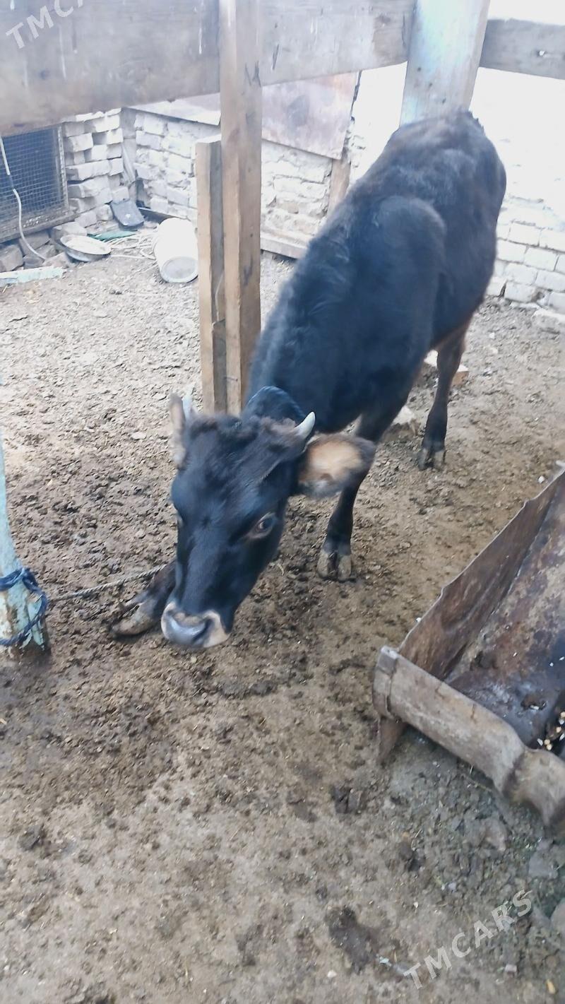 Tüwe - Hitrowka - img 4