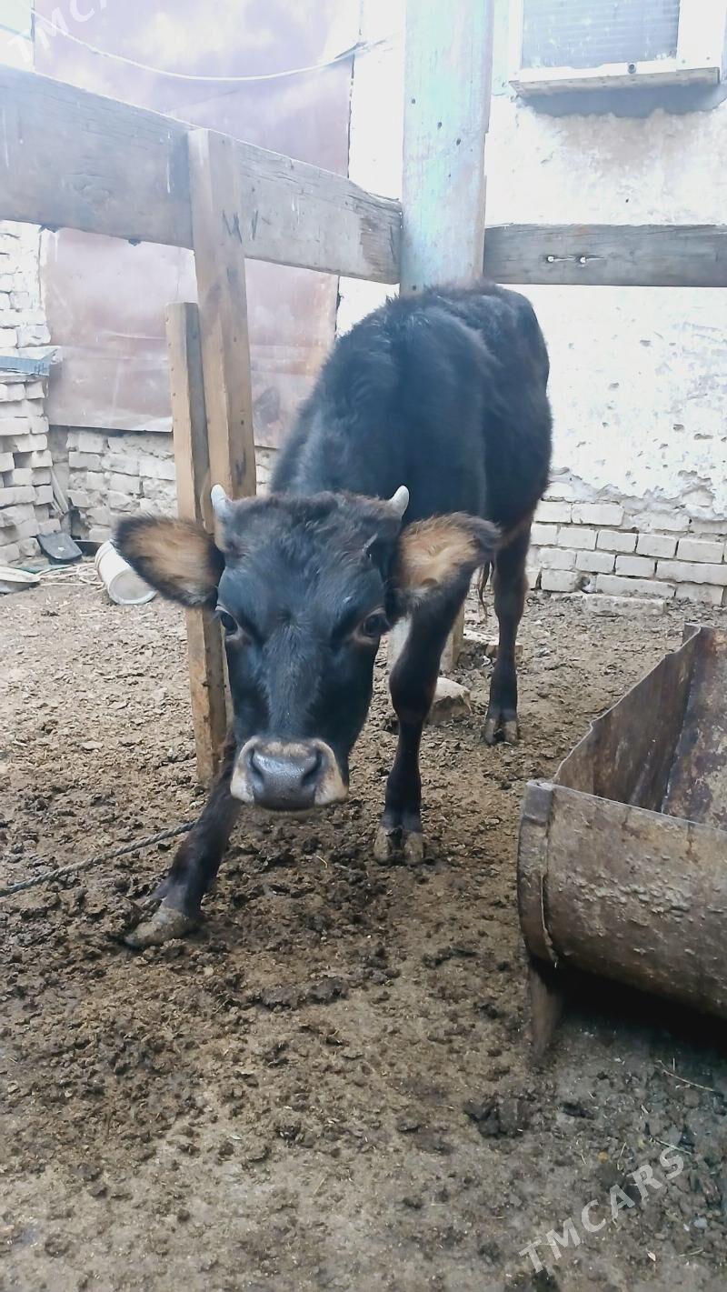 Tüwe - Хитровка - img 1