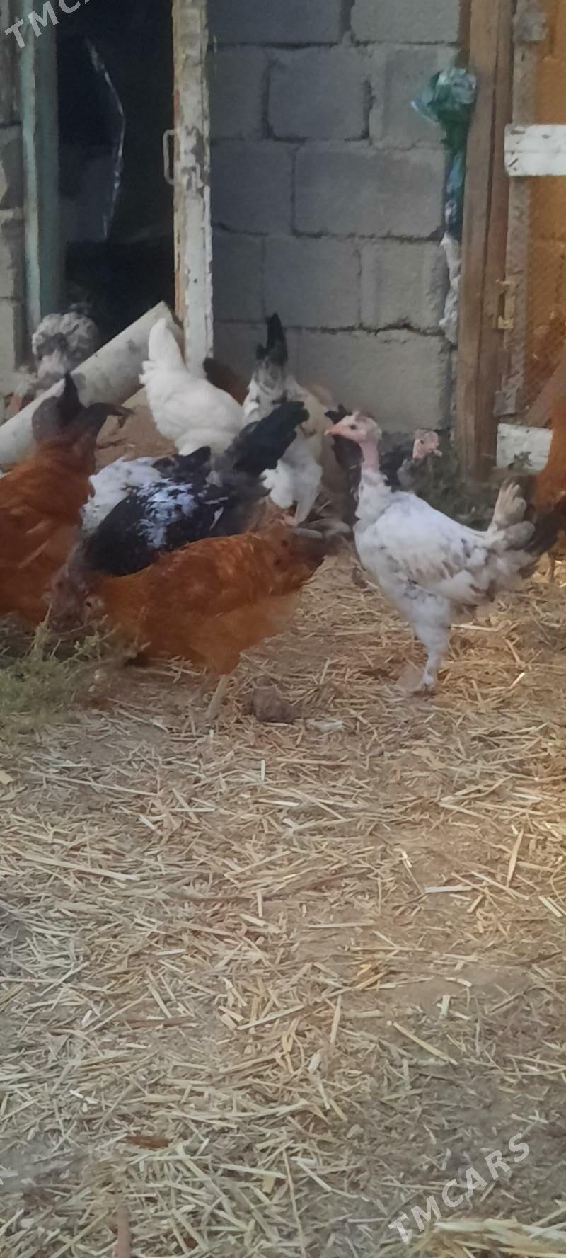 Towuk - Büzmeýin - img 3