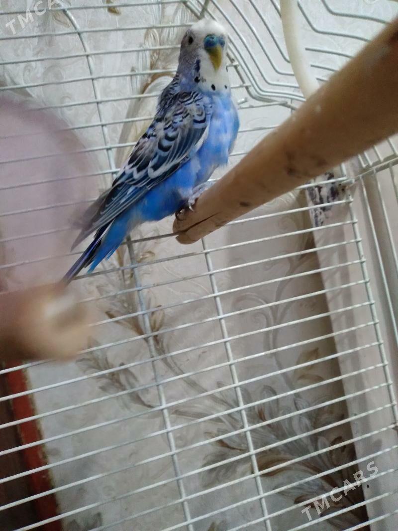 Papugay - 30 mkr - img 5