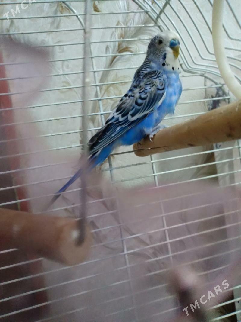 Papugay - 30 mkr - img 4