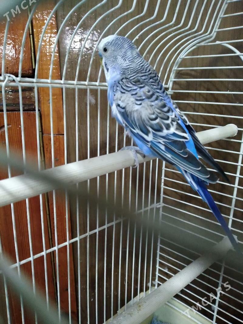 Papugay - 30 mkr - img 2