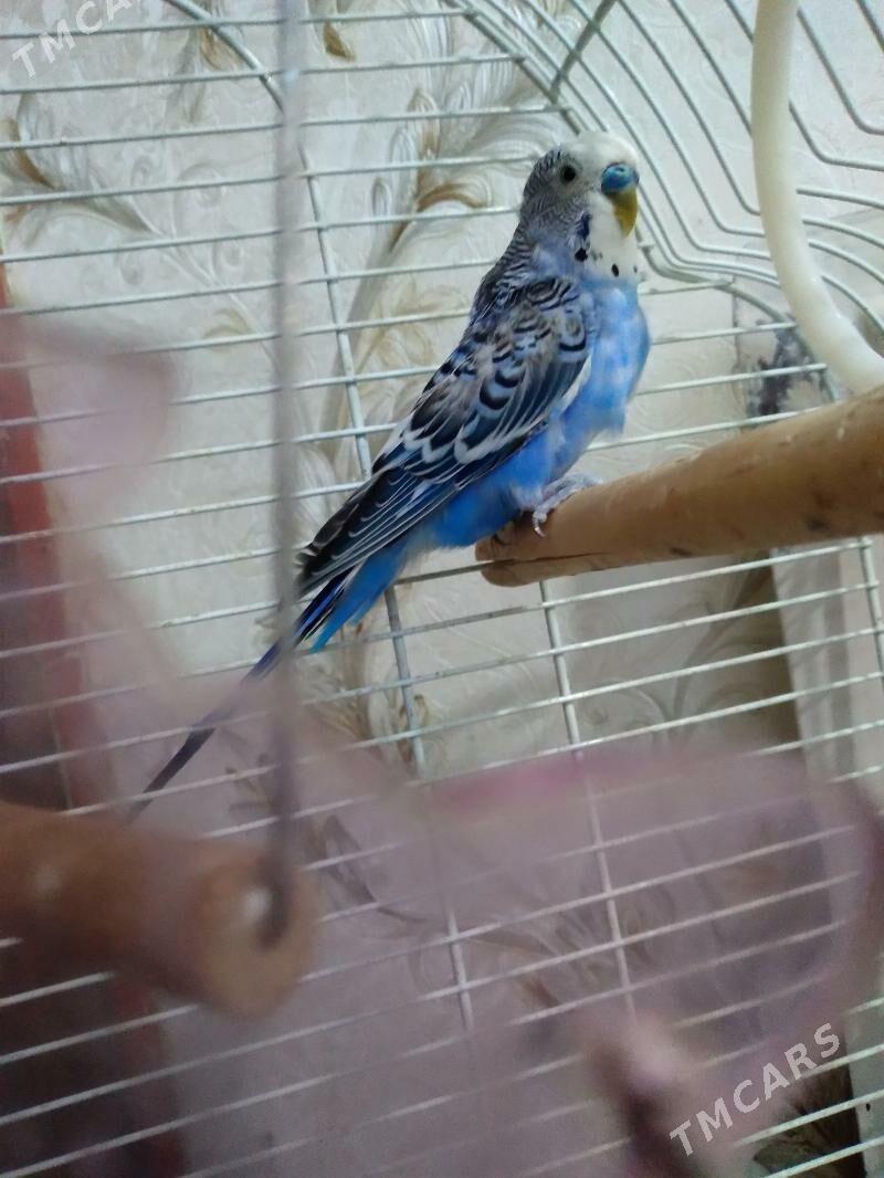 Papugay - 30 mkr - img 3