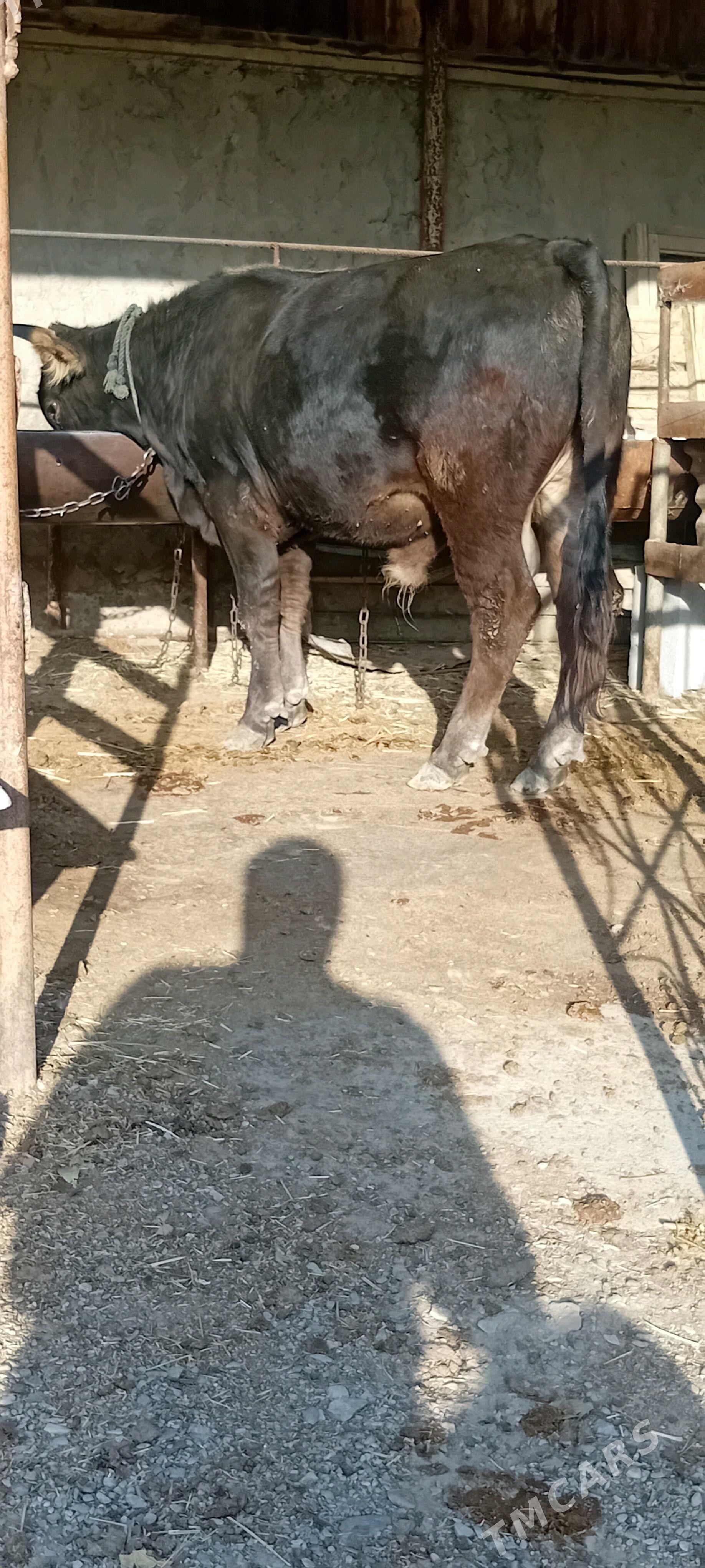 siwes ökuz - Бахарден - img 3