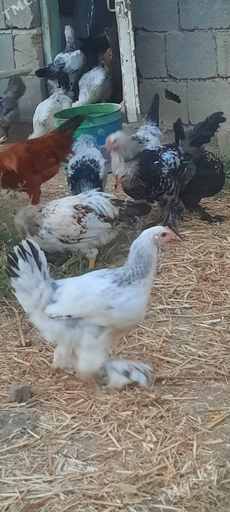 Towuk - Büzmeýin - img 2