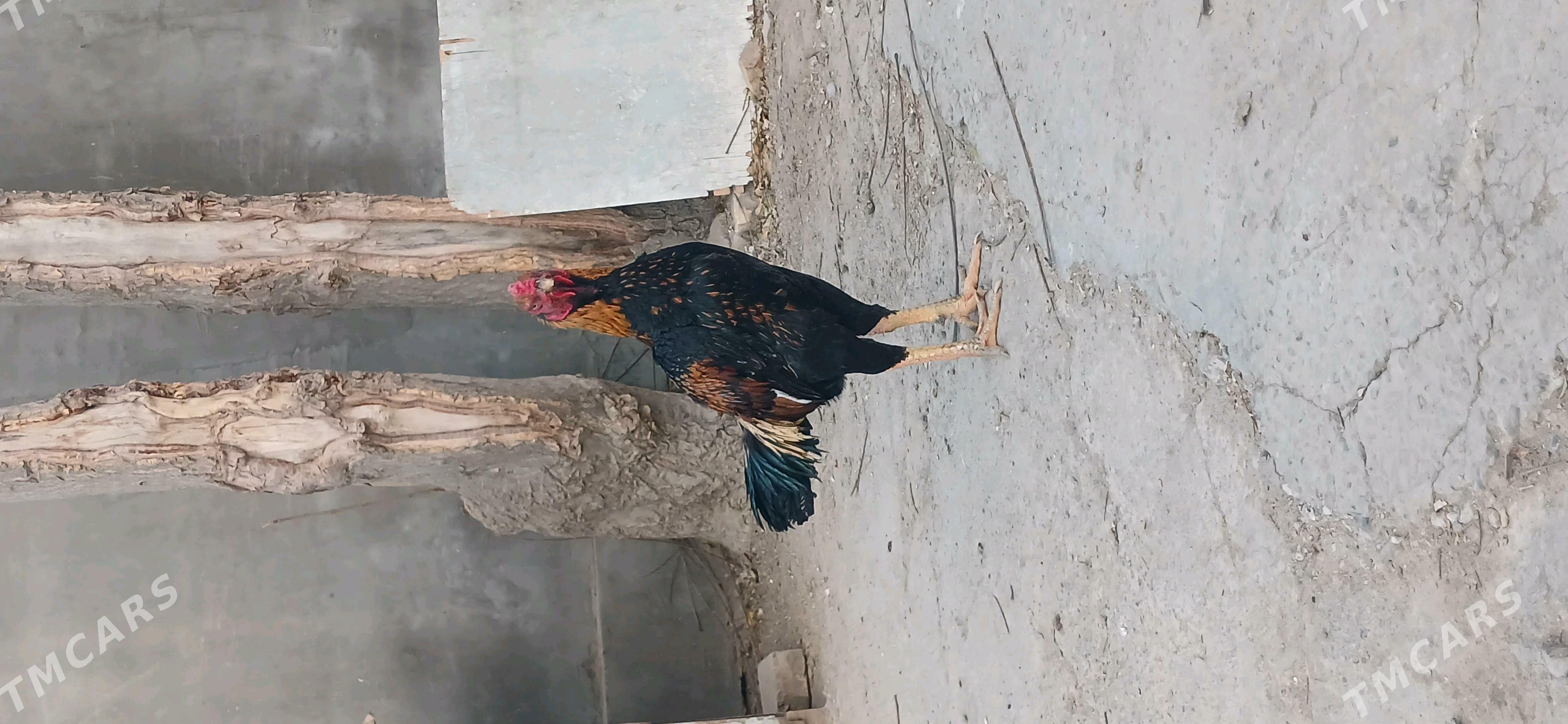 хораз - Чарджоу - img 5