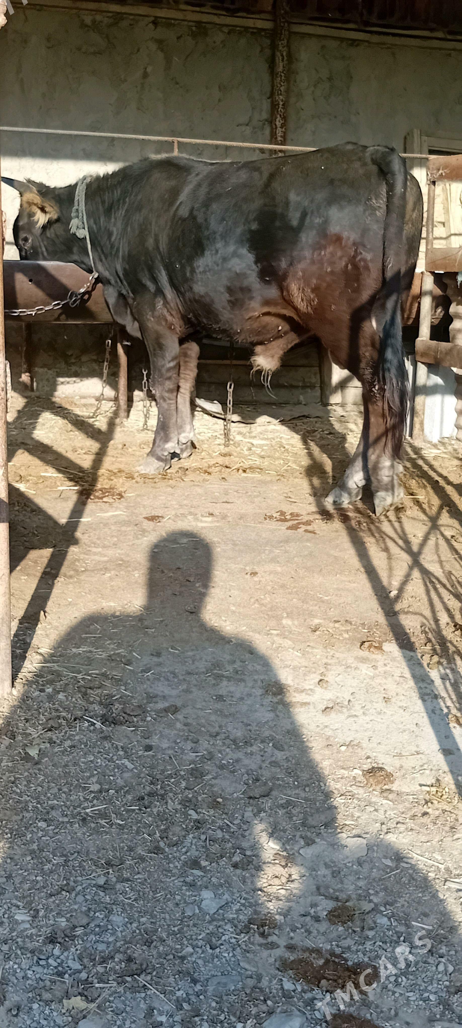 siwes ökuz - Бахарден - img 4