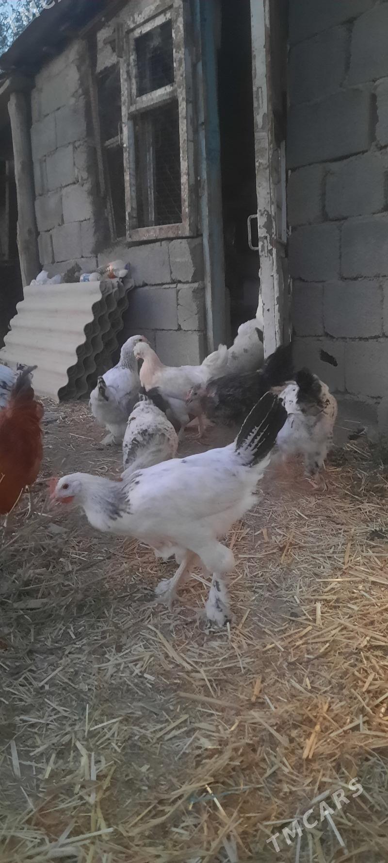 Towuk - Büzmeýin - img 4