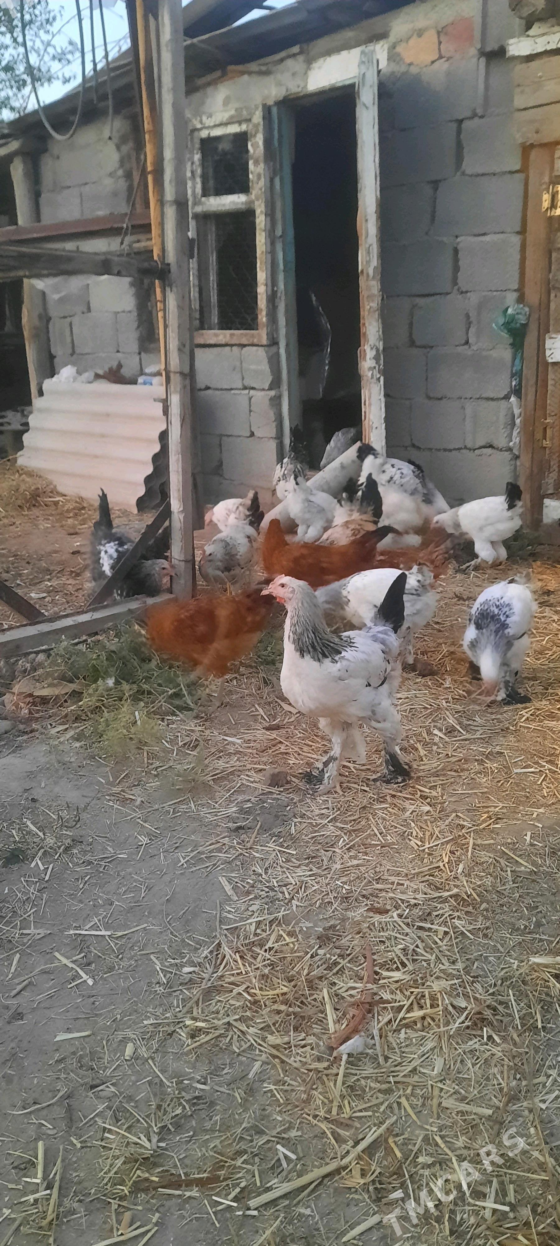 Towuk - Büzmeýin - img 5