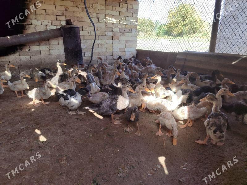 Gak Gak Ordok - Baýramaly - img 1