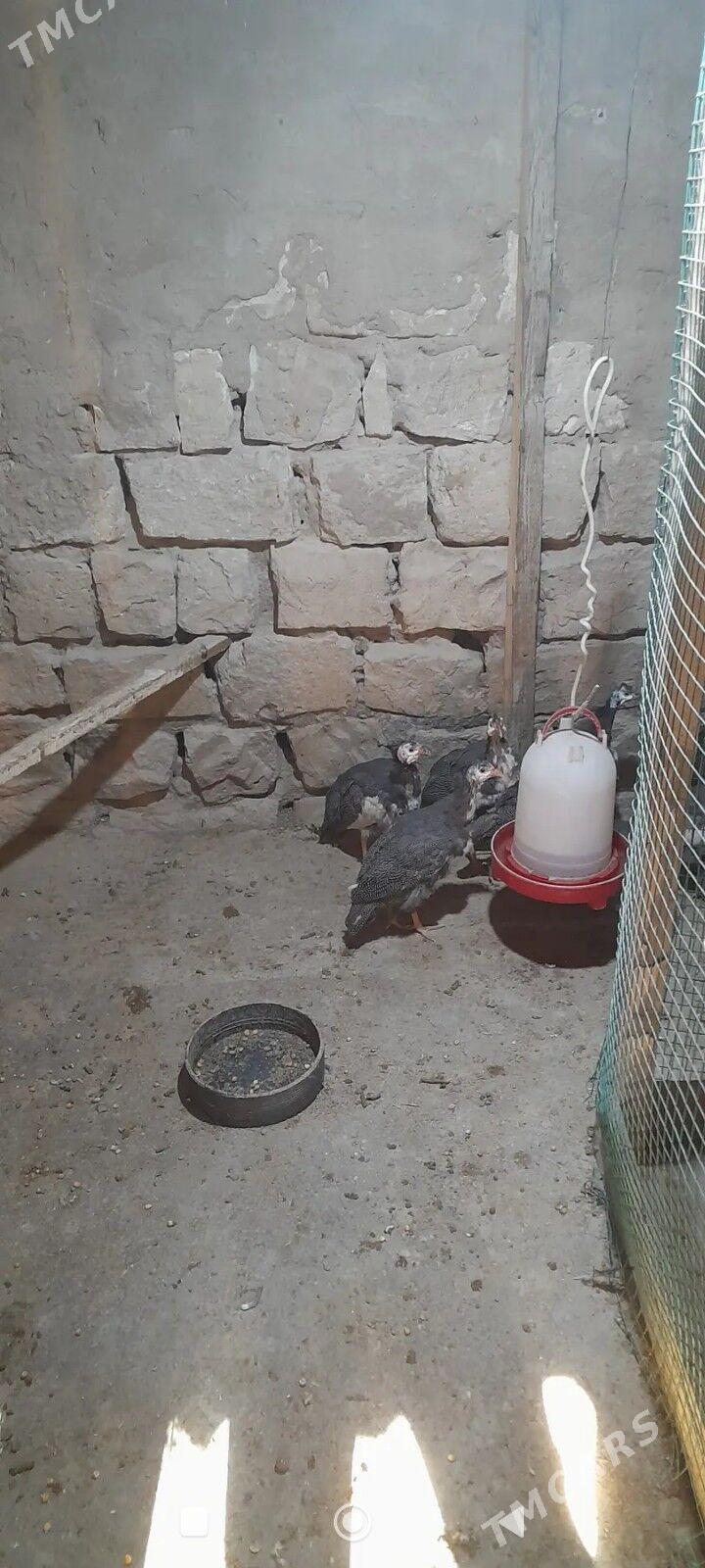 sizarka - Balkanabat - img 2