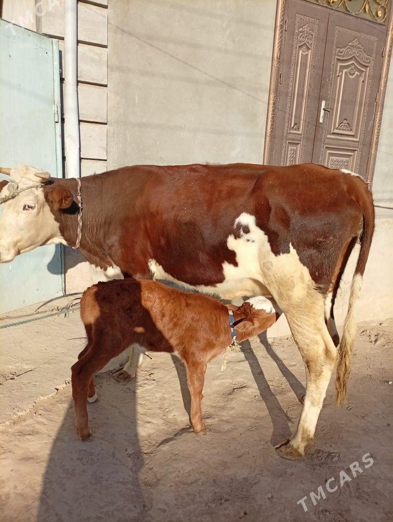 танали сгир - Шабатский этрап - img 2