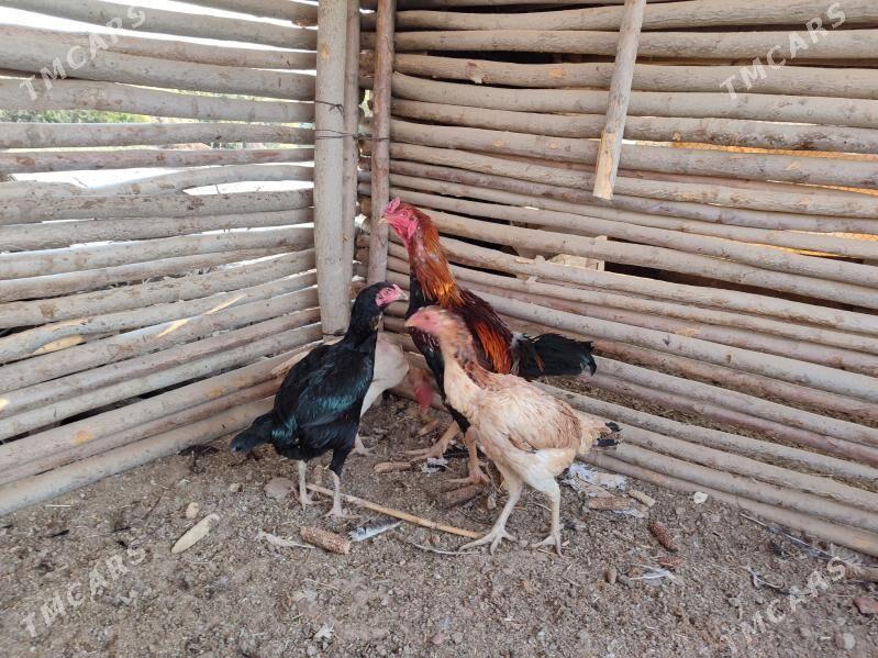 Bayes Towk Taskent Horaz - Baýramaly - img 4