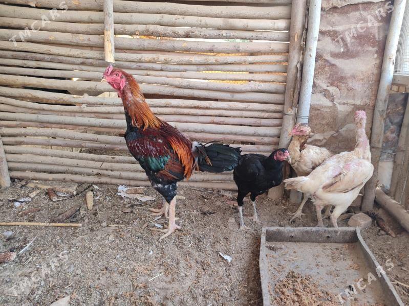 Bayes Towk Taskent Horaz - Baýramaly - img 2